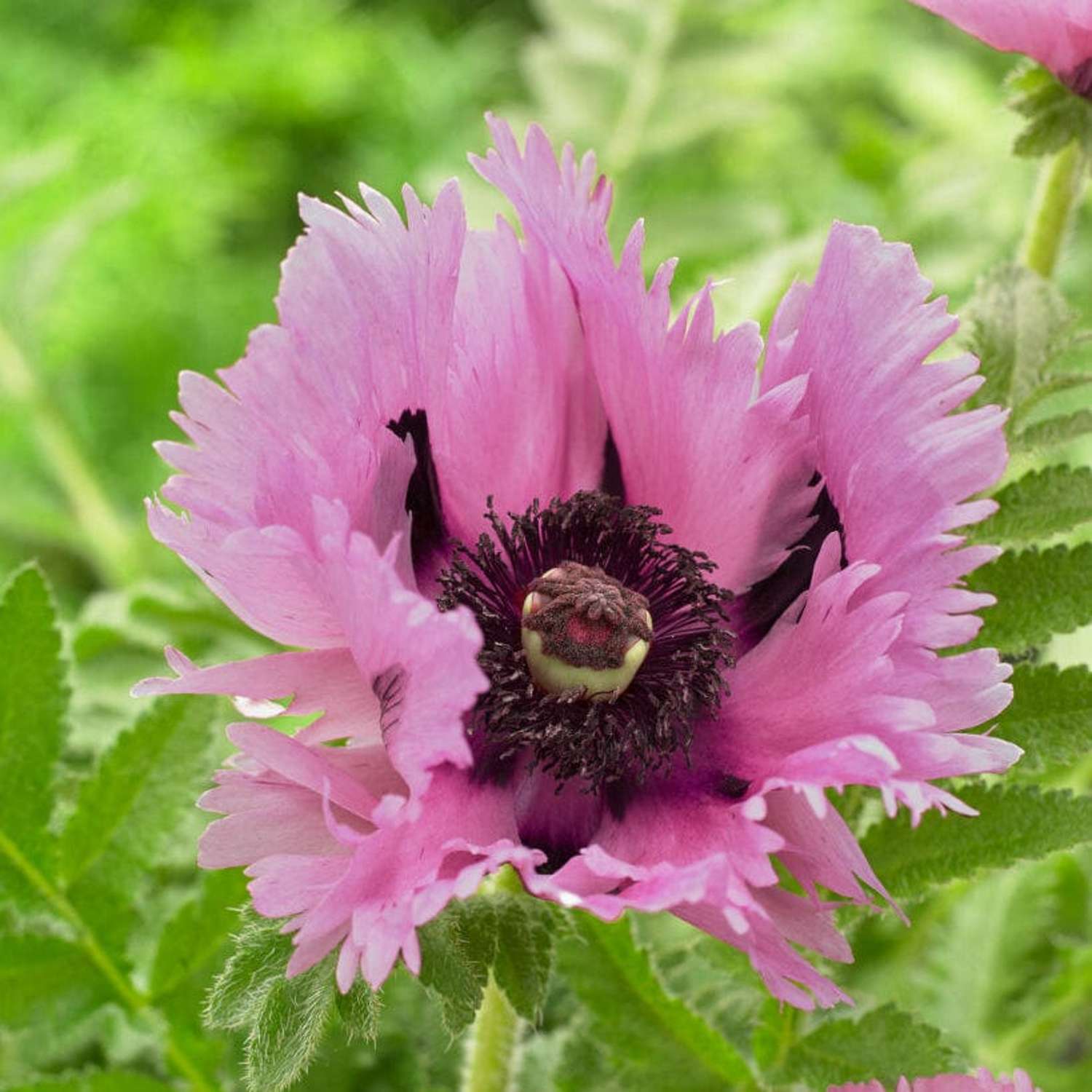 Orientalische Mohn ‘Sensation Pink Perfection’